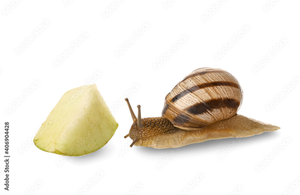 Grapevine snail on white background