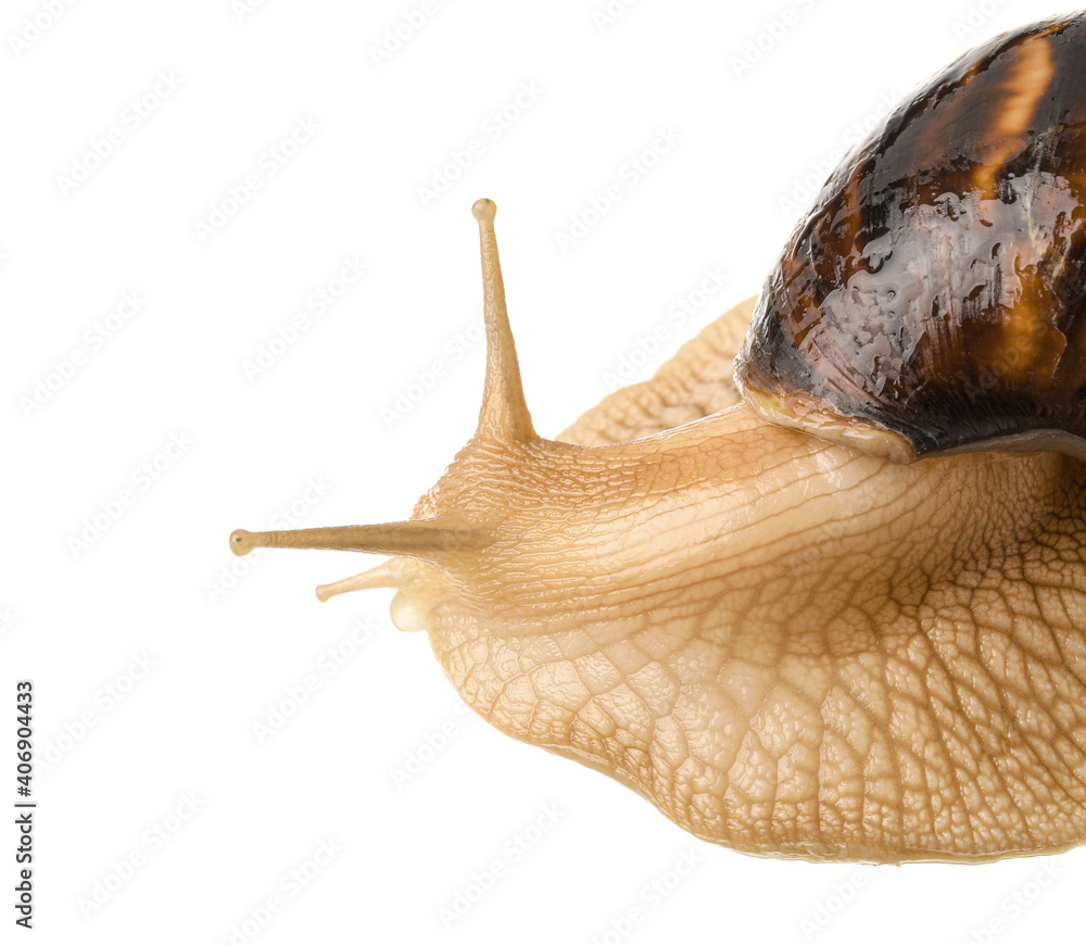 Giant Achatina snail on white background, closeup