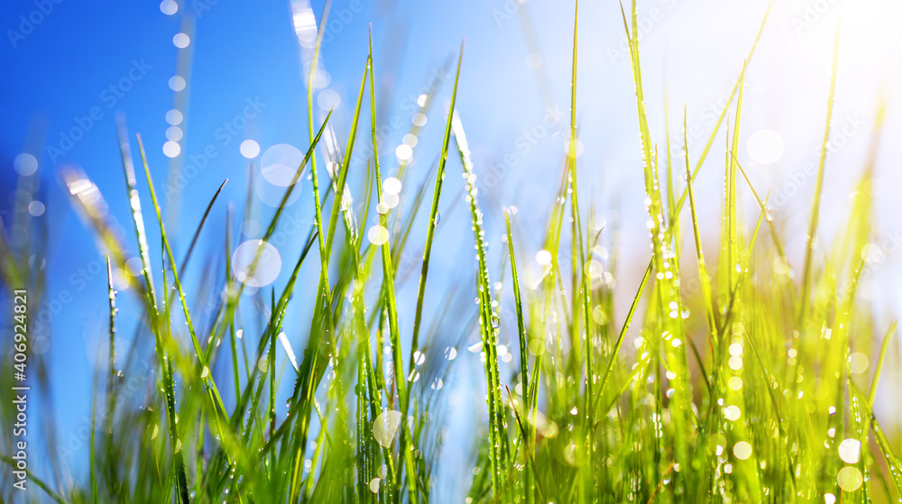 阳光明媚的夏日，特写清新的绿草背景