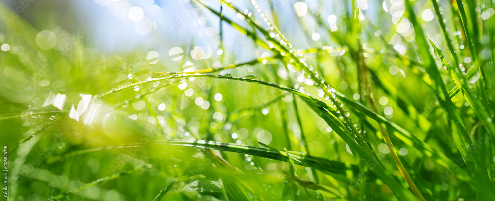 阳光明媚的夏日，清新的绿草背景