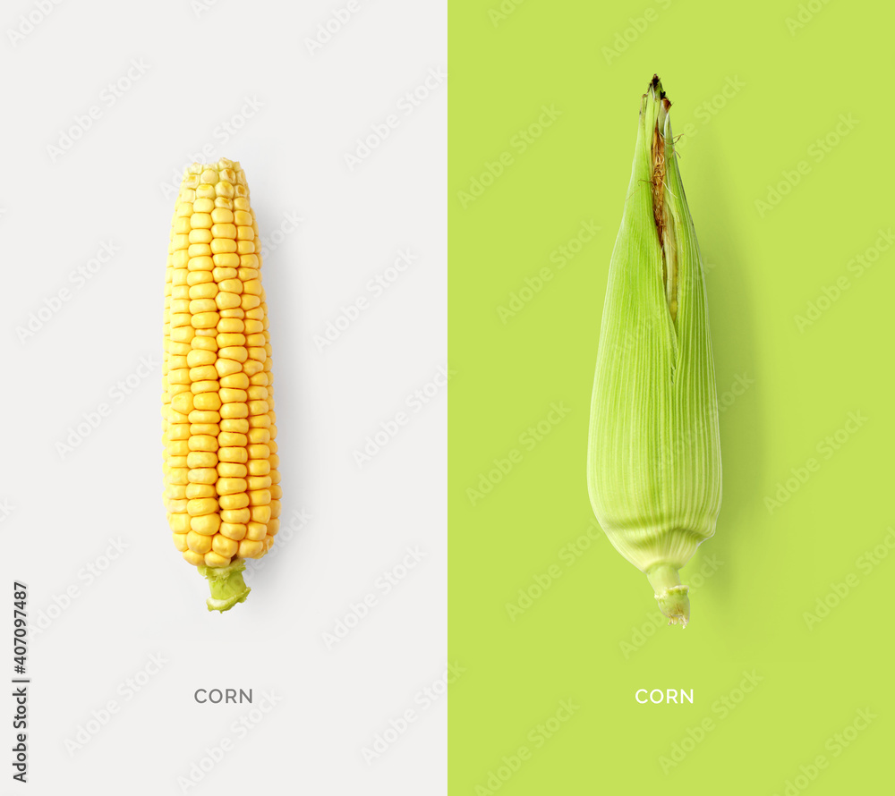 Creative layout made of corn. Flat lay. Food concept. Vegetables isolated on white background.