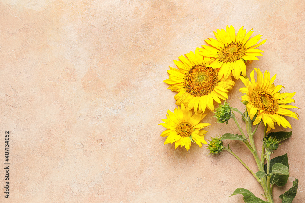 Beautiful sunflowers on color background