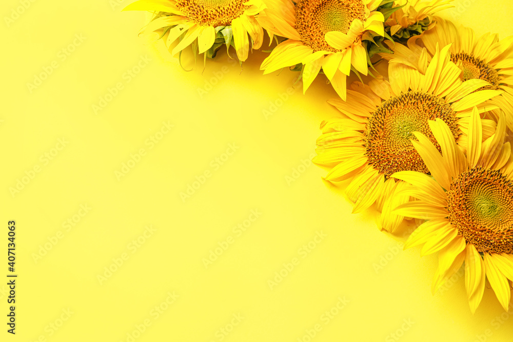 Beautiful sunflowers on color background