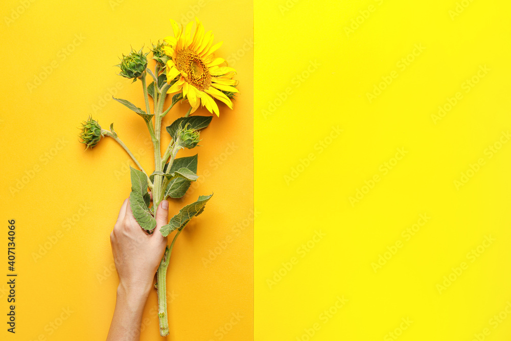 Female hand with beautiful sunflower on color background