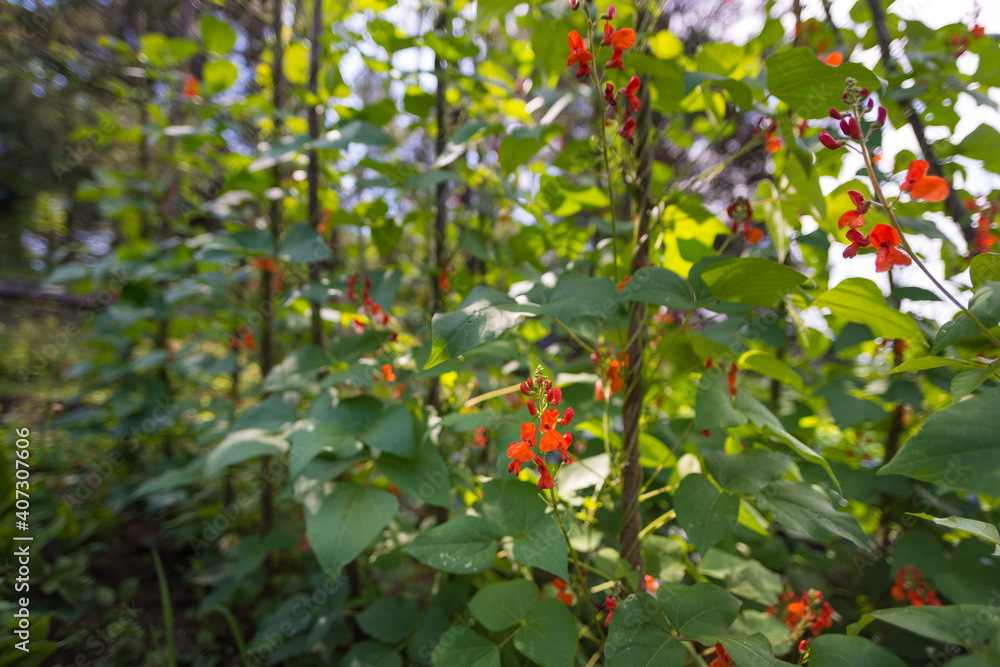 菜豆（Phaseolus coccineus）的红白花朵在自家庭院的绿色植物上绽放