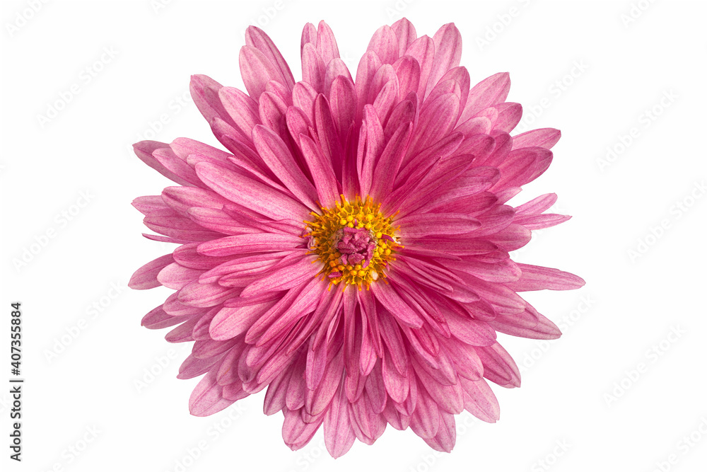 Purple chrysanthemum on white