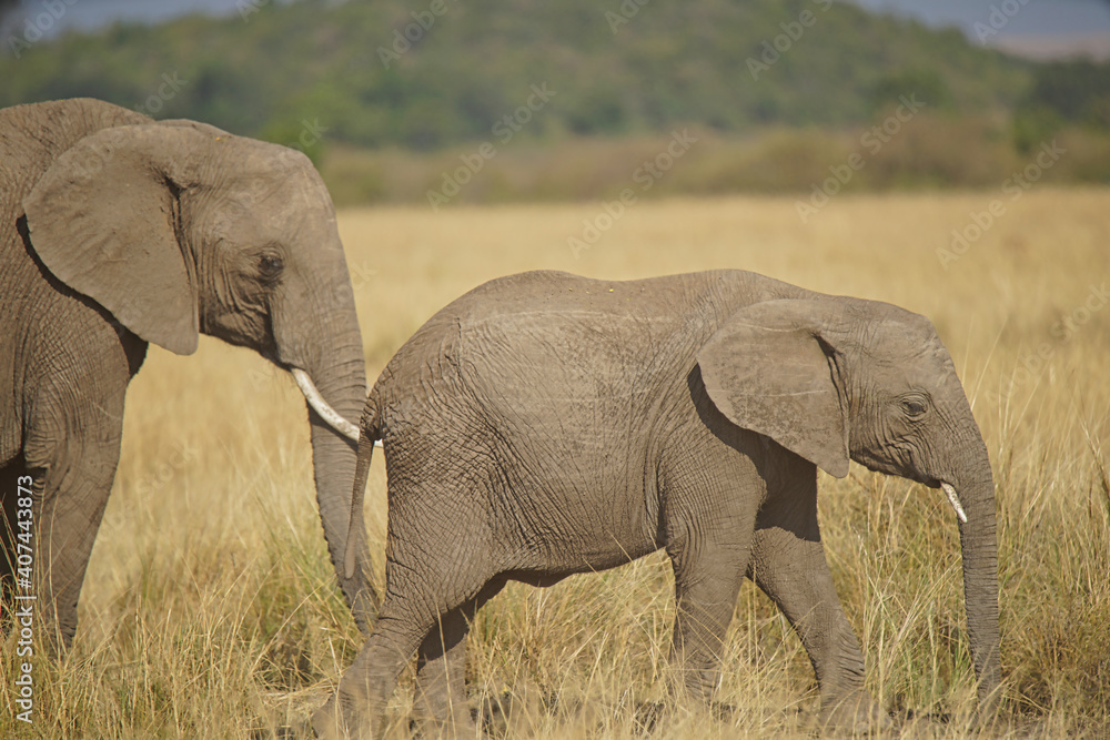 One baby elephant and one elephant are walking on the grassland. Large numbers of animals migrate to