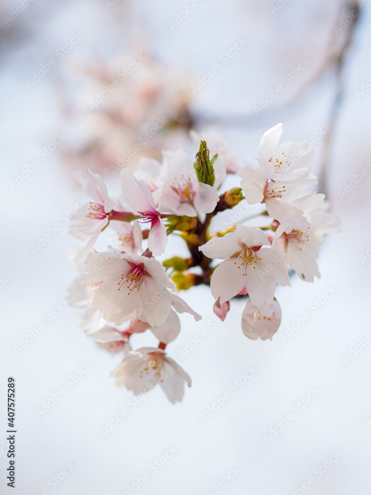 ソメイヨシノの桜の花