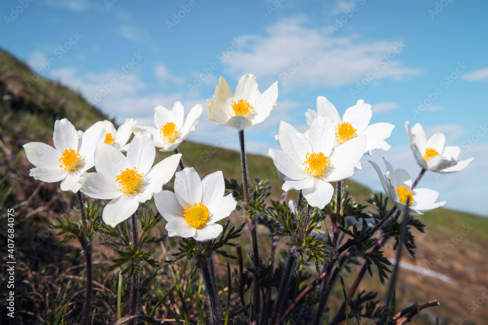 Amazing landscape with magic white flowers and blue sky on summer mountains. Nature background