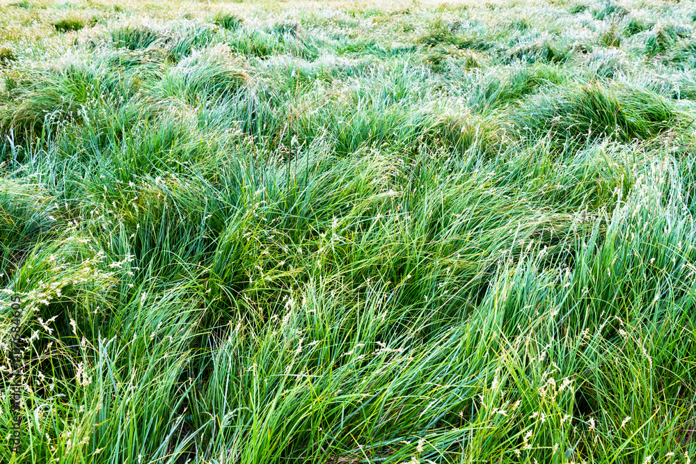 Lush green grass on meadow pasture closeup. Nature background