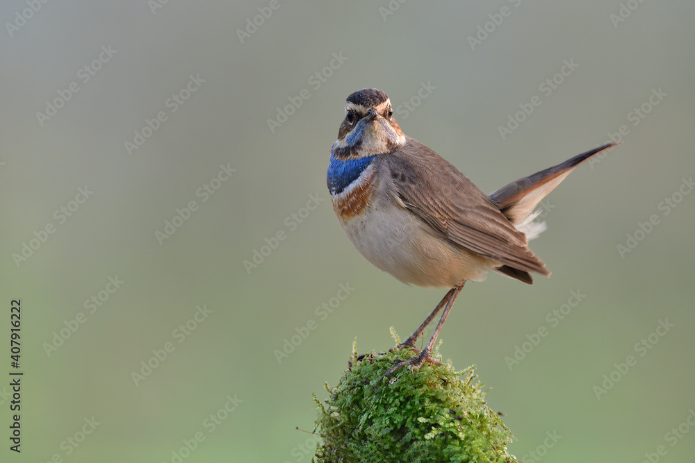 蓝喉（luscinia svecica）可爱地站在苔藓草上，露水露在温暖的mo上