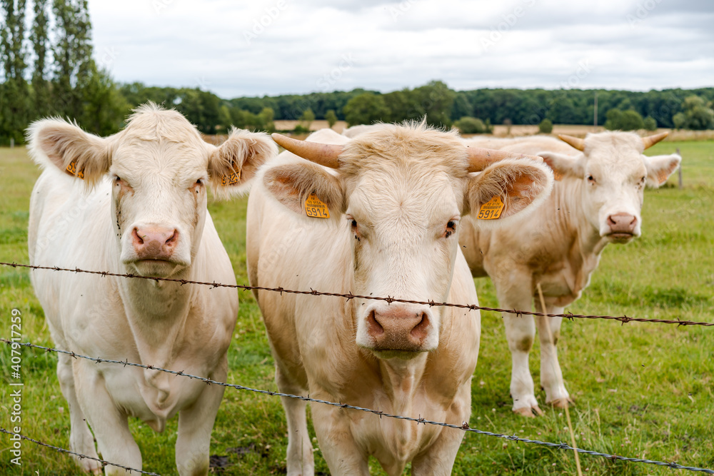 Vaches au pré