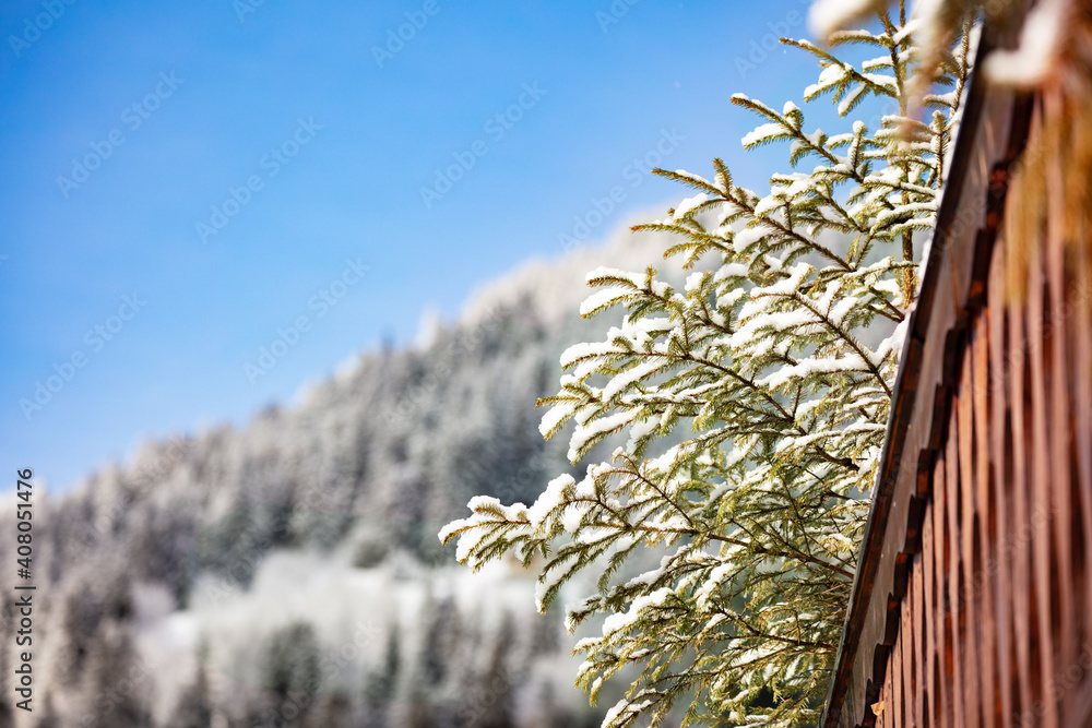 阳光明媚的冬日，雪覆盖了屋顶上的冷杉树枝和背景上的森林