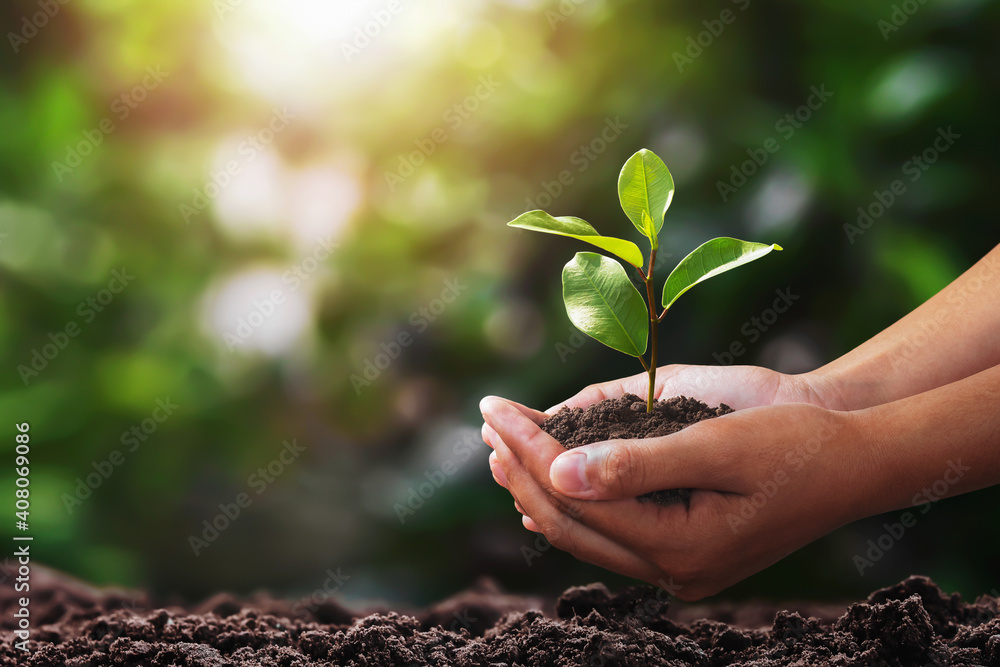 hand holding small tree for planting. concept green world