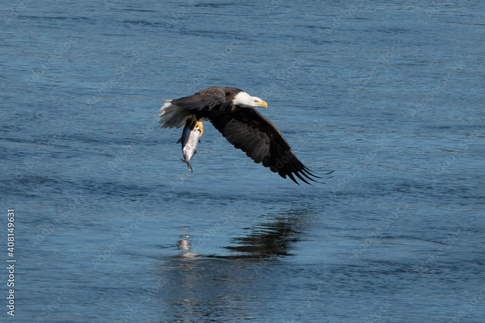 american bald eagle