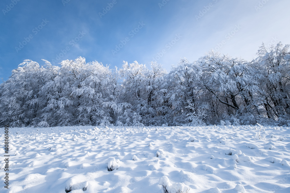 Winter landscape in the daytime. The forest under the snow. Snowy backgrounds. Snowy weather and sno