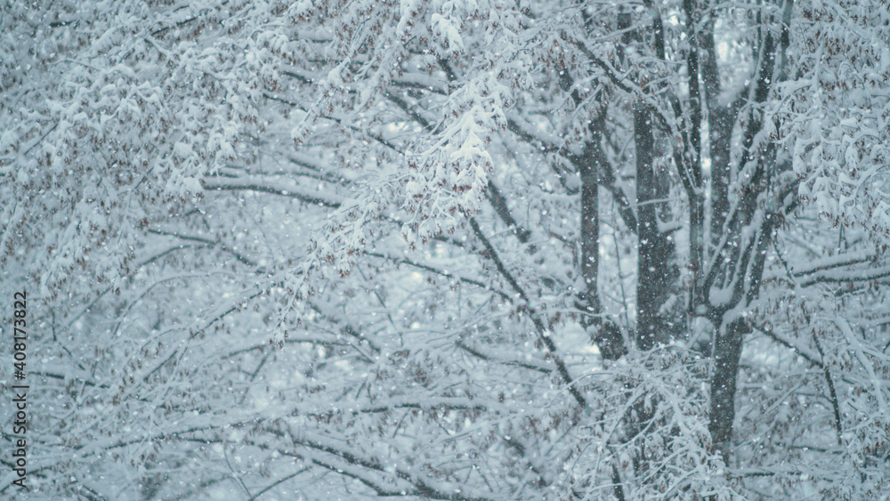 特写，自由度：暴风雪期间，雪覆盖了裸露的树梢。