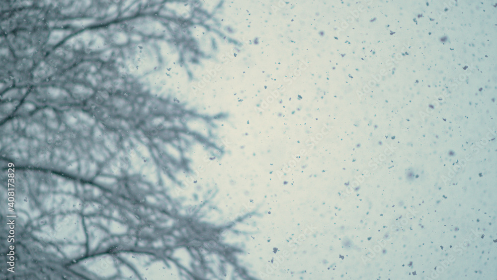 底部向上：在一个寒冷的冬天早晨，白雪覆盖的树梢延伸到雾蒙蒙的天空中