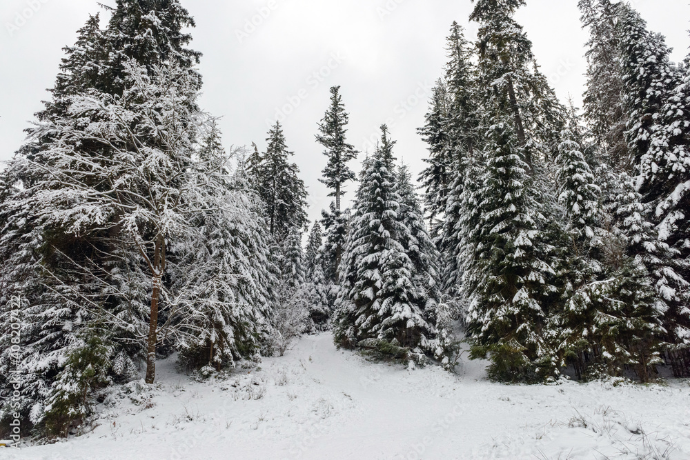 Winter fir and pine forest covered with snow after strong snowfall