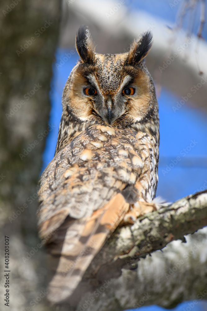 Owl sit in a tree and looking on the the camera