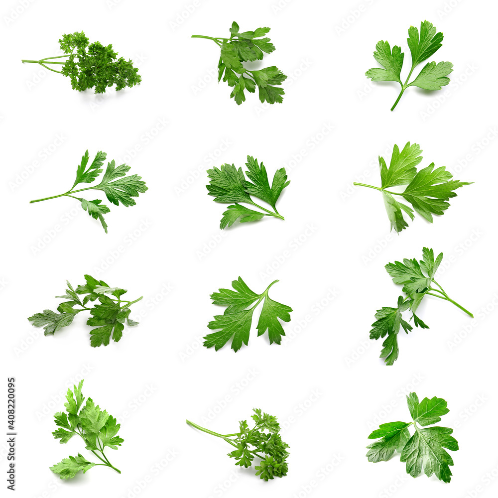 Fresh parsley on white background