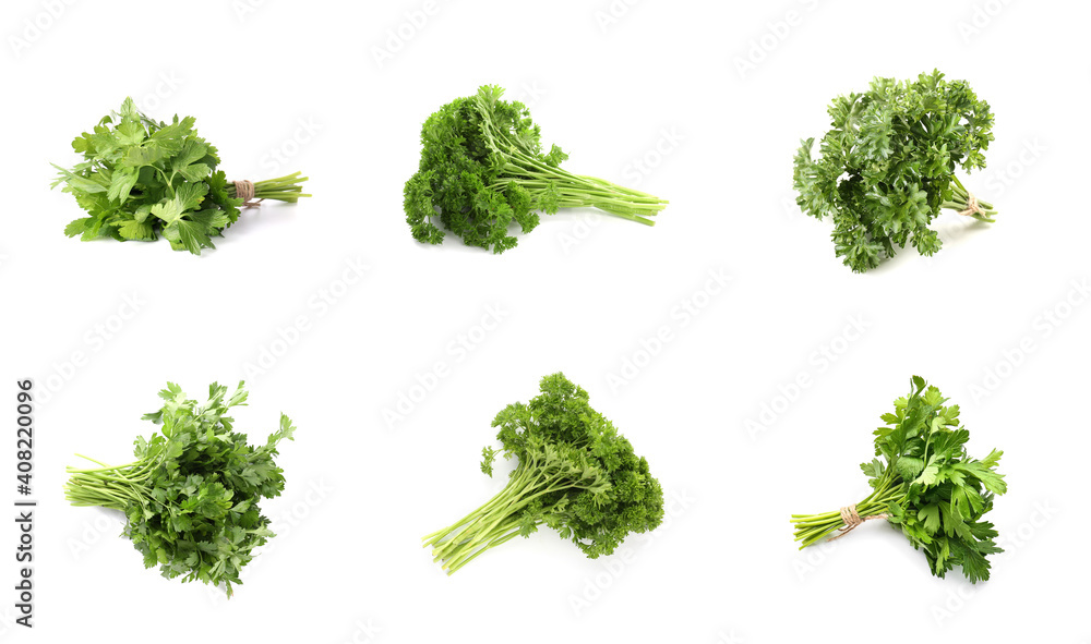 Fresh parsley on white background