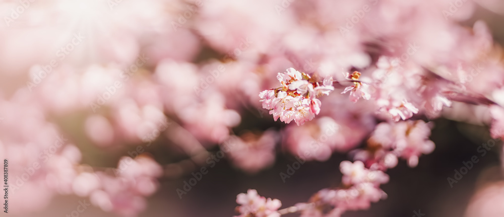 特写模糊的樱花树枝，上面开着美丽的粉红色花朵。