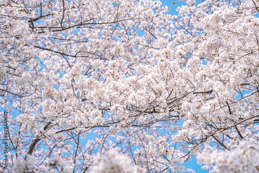 桜　染井吉野