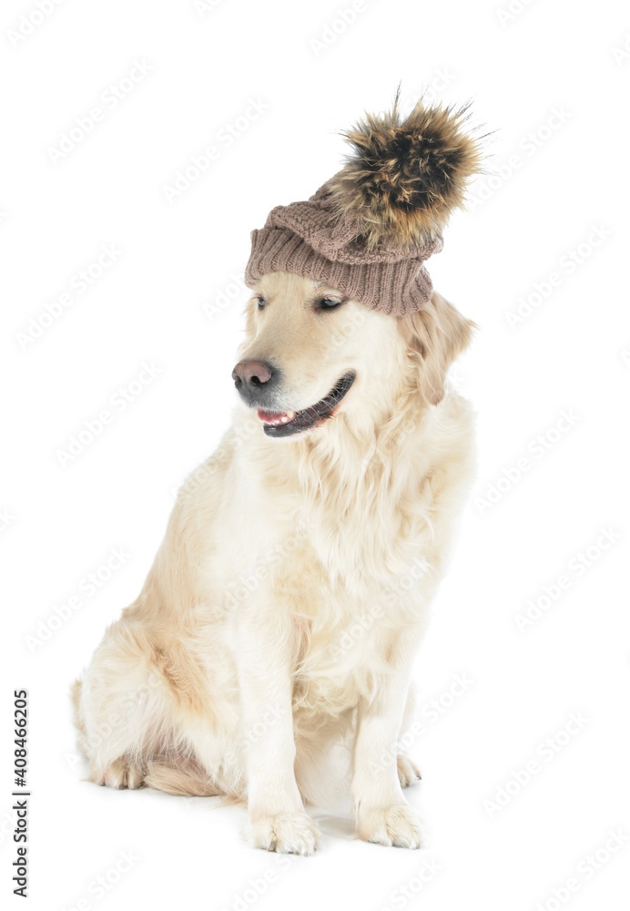 Cute dog in warm hat on white background. Concept of heating season