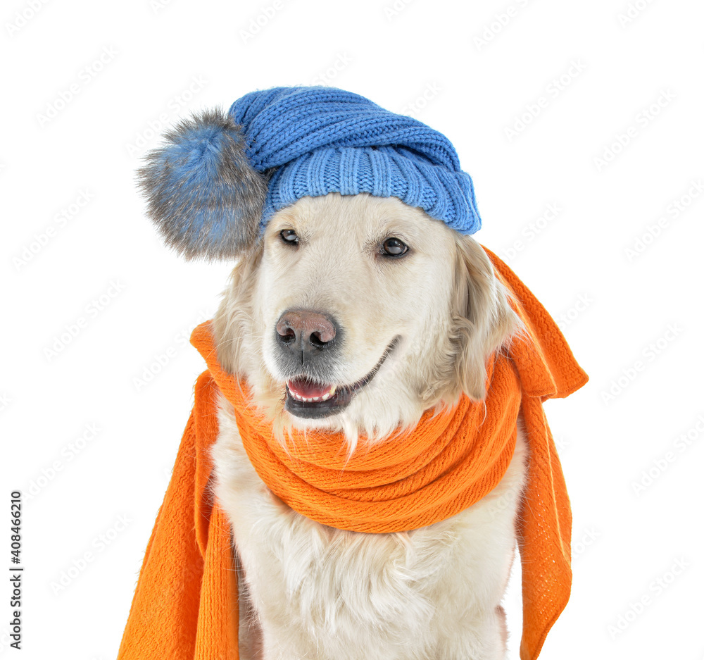 Cute dog with warm scarf and hat on white background. Concept of heating season