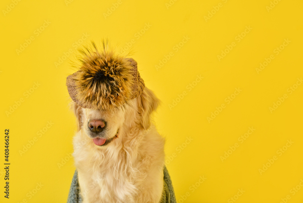 Cute dog in warm hat on color background. Concept of heating season