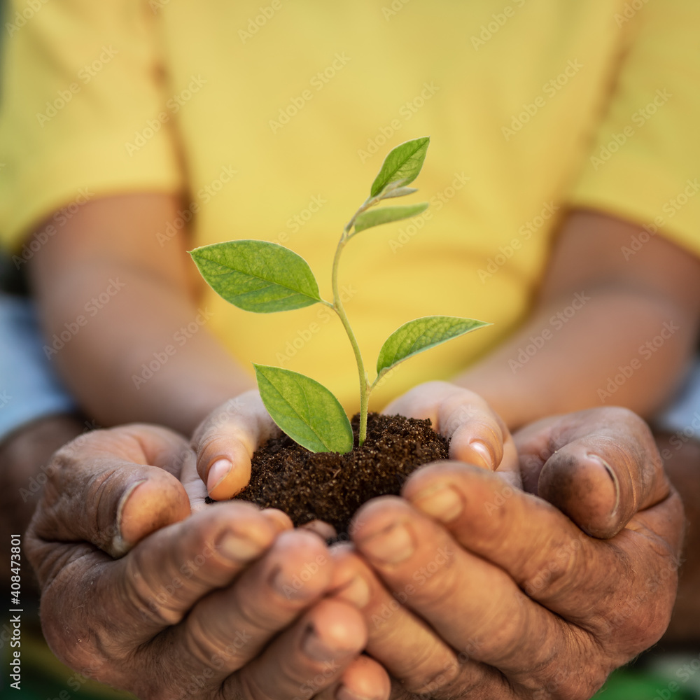 Senior man and child holding young green plant in hands