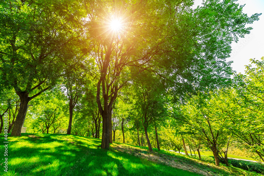 green forest background in a sunny day.