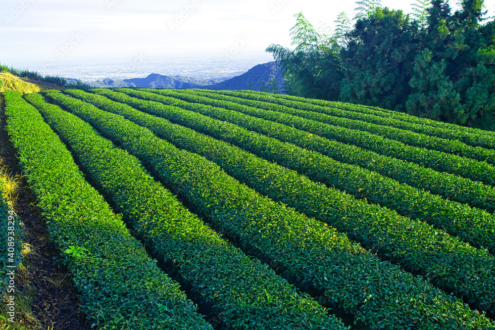 清晨的阳光照在一排排茶园上。茶、竹子、槟榔树、牛白鹭mig