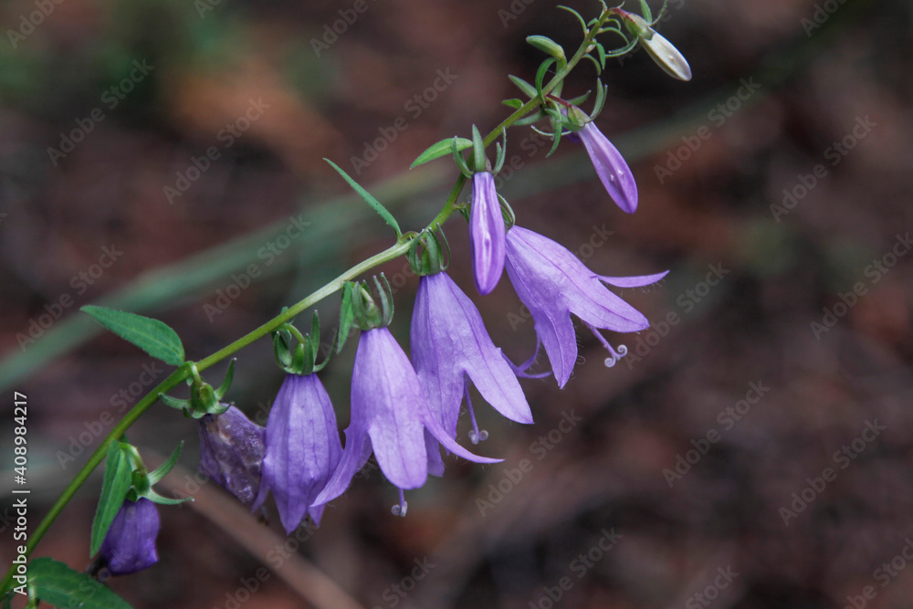 bluebell flower campanula sibirica