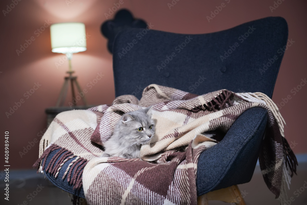 家里有温暖格子的可爱猫。供暖季节的概念