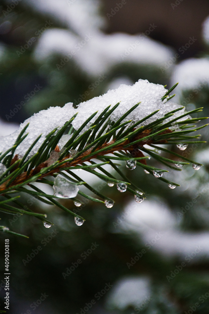 白雪松针