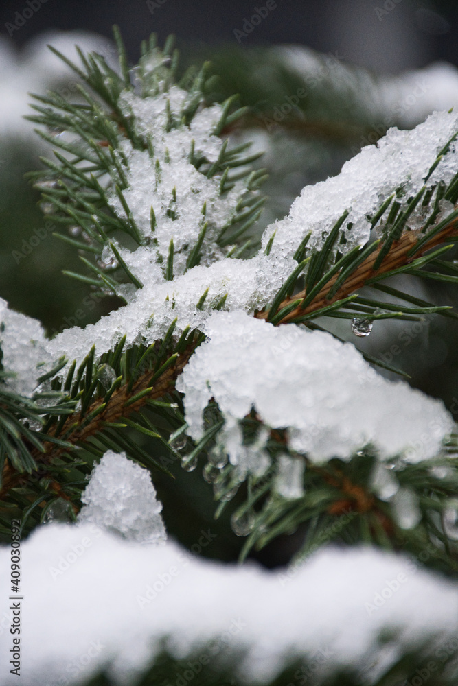 白雪覆盖的树