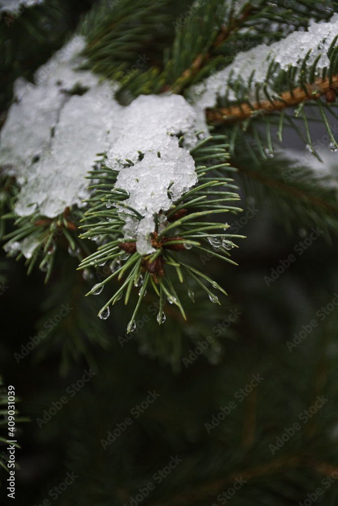 白雪覆盖的树