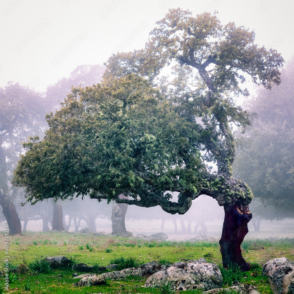 Quercia da sughero sardo