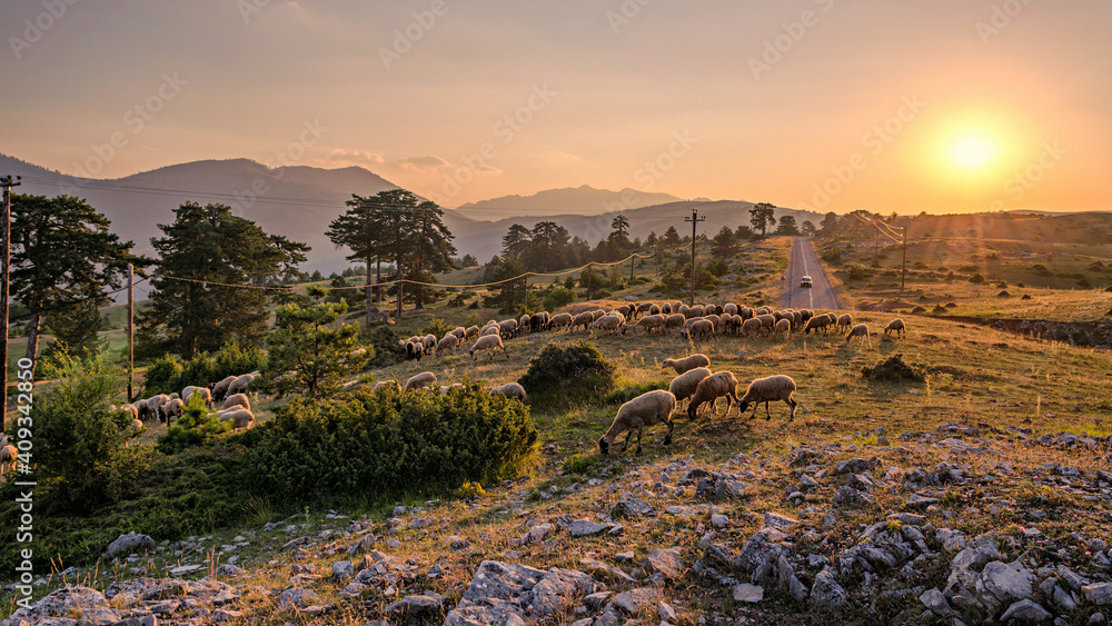 Sunset scenery with a sheep herd in the mountains