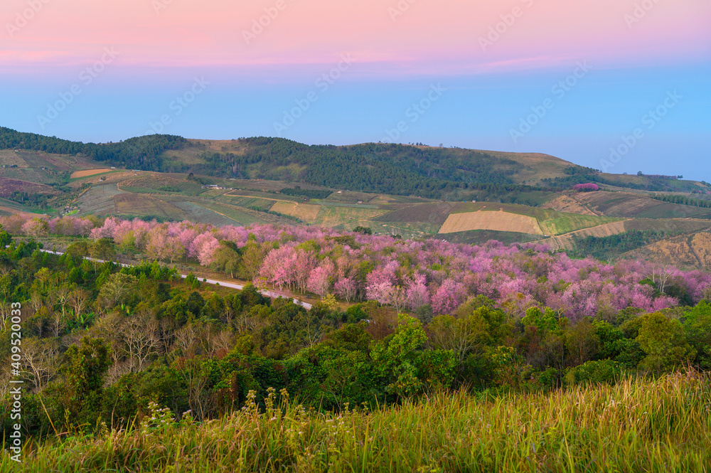 phu Hin Rong Kla natio phu lom lo山上的野生喜马拉雅樱花树或樱花地