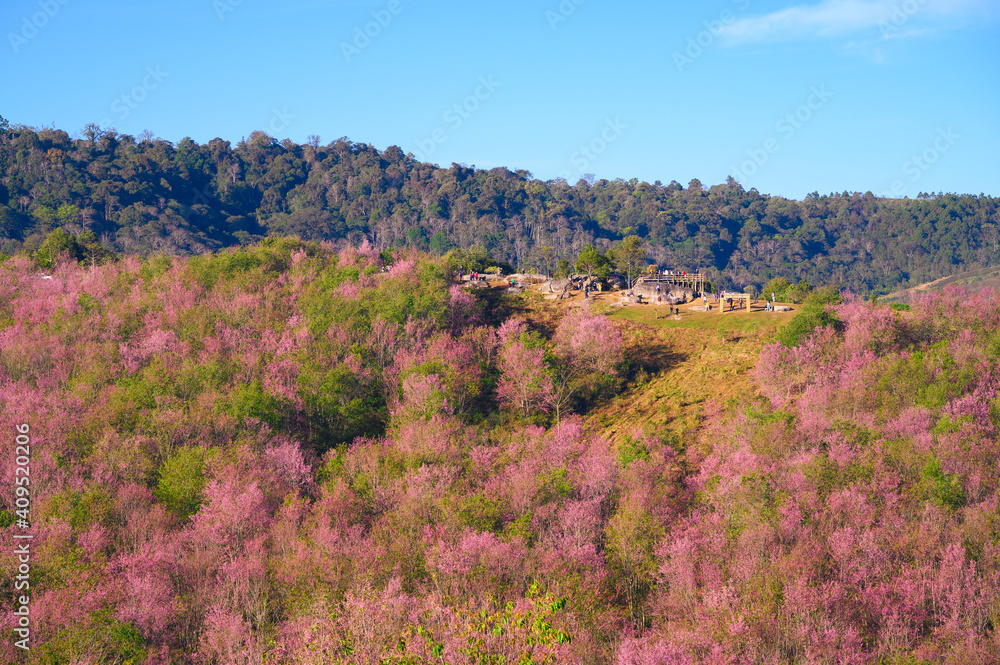 phu Hin Rong Kla natio phu lom lo山上的野生喜马拉雅樱花树或樱花地