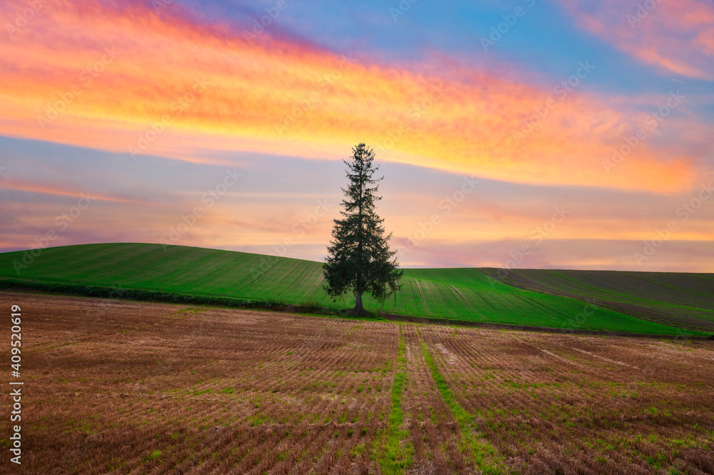 Alone Christmas tree on the field in Autumn at sunset in Biei town, Hokkaido, Japan