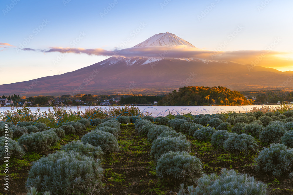 Beautiful scene of Mount Fuji at Oshi park at sunset in Yamanashi, Japan