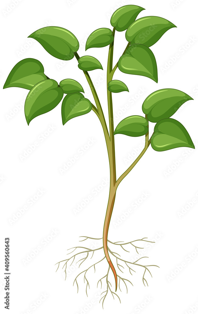 Showing plant with roots isolated on white background