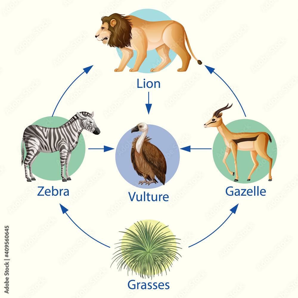 Education poster of biology for food chains diagram