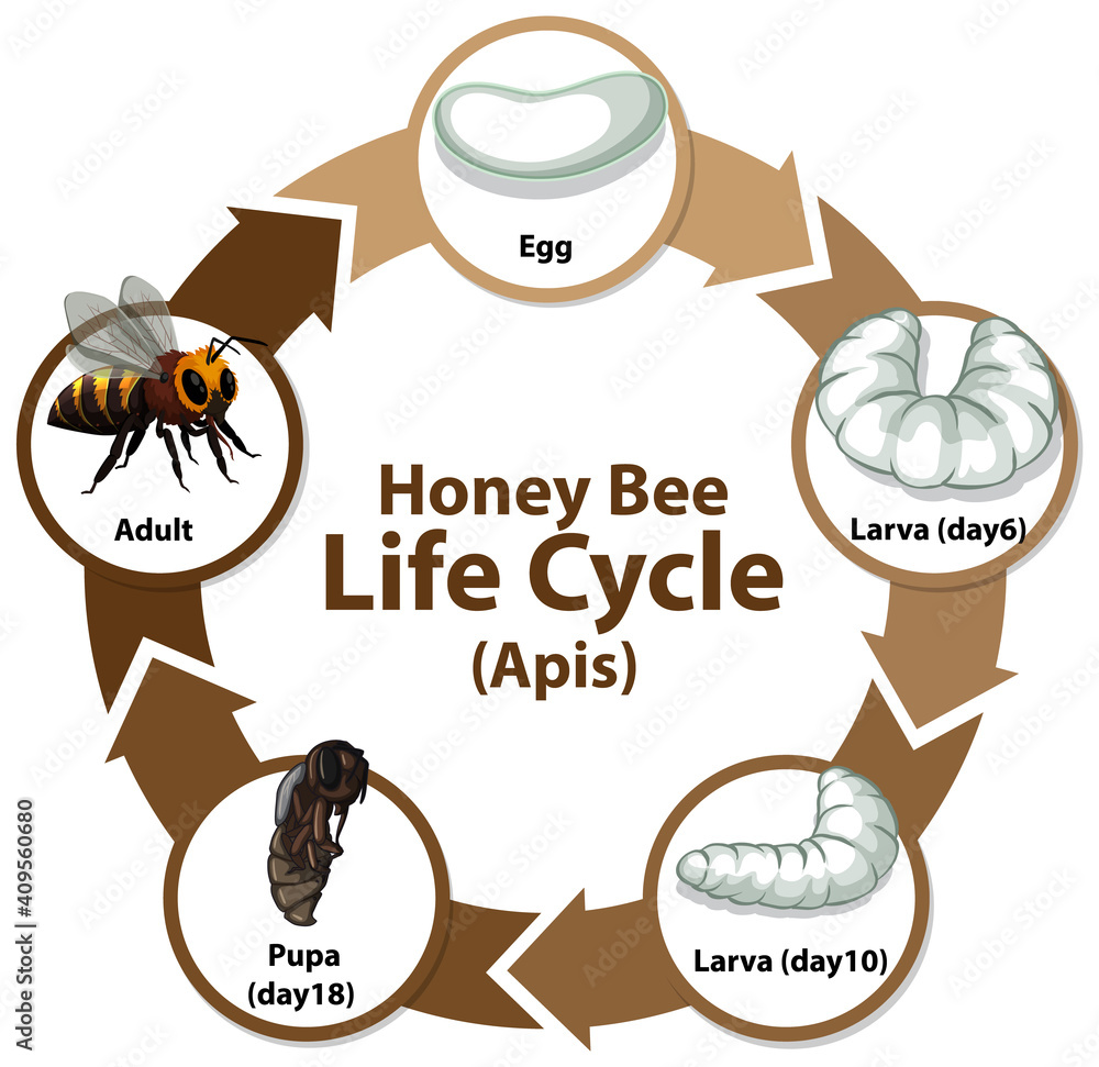 Diagram showing life cycle of Honey Bee (Apis)