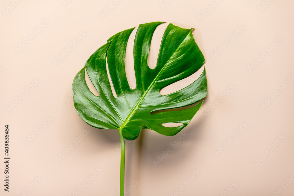 Tropical leaf monstera on pink background, flat lay, top view