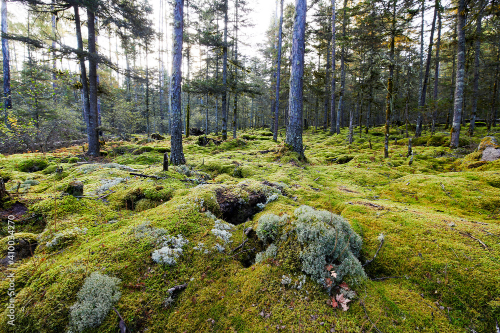 The lovely moss in the autumn forests.